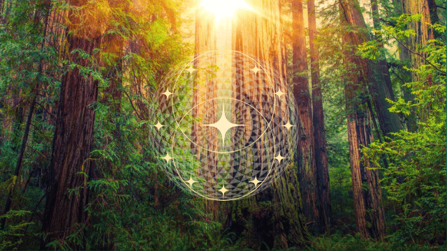 The Harmonic Wheel of Life